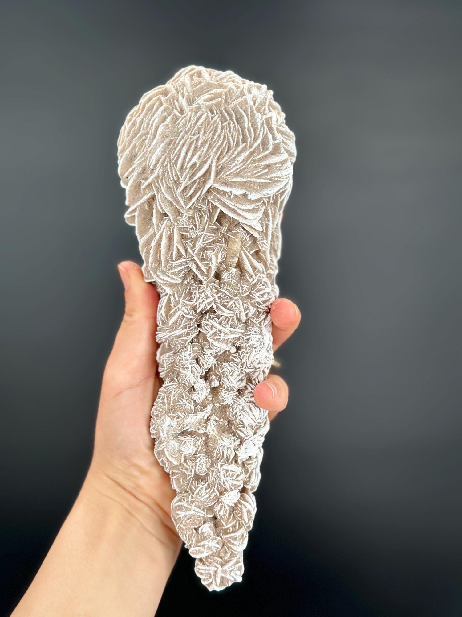 Desert Rose