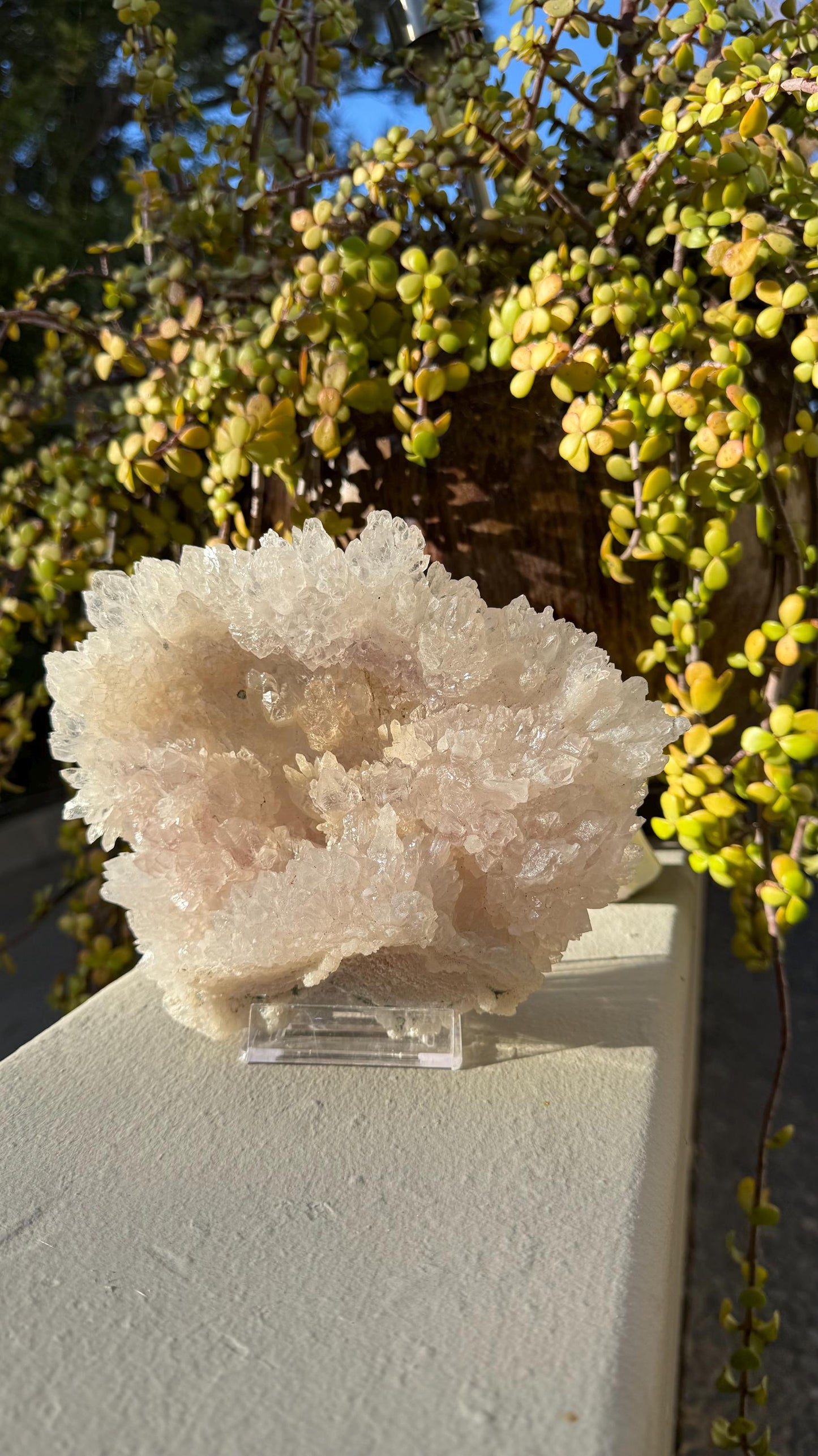 Flowering Amethyst Crystal Shell – Intuitive Protection Stone for Healing, Sleep, Clarity & Spiritual Growth