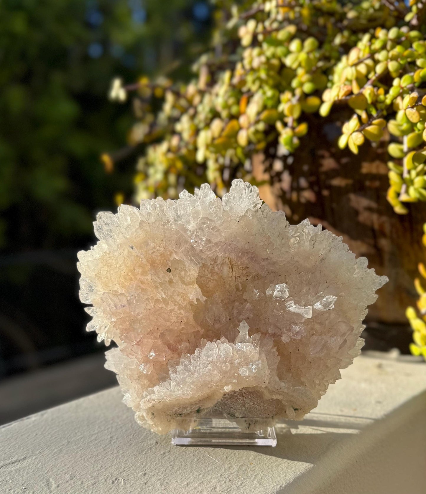 Flowering Amethyst Crystal Shell – Intuitive Protection Stone for Healing, Sleep, Clarity & Spiritual Growth